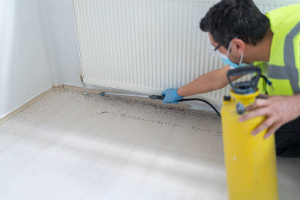 Best Ant Control Services  in Remlap, AL